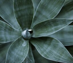 Agave plant leaves