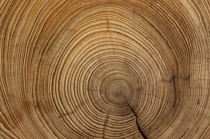 Cross section of a tree